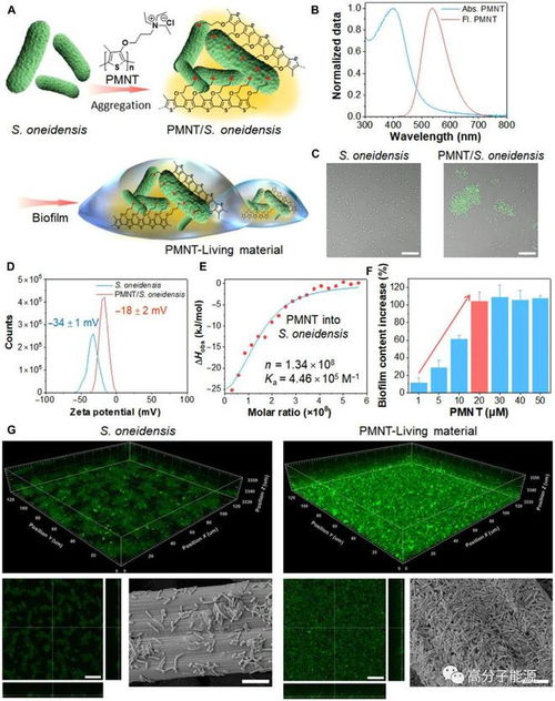 Science Advances 導電聚合物基活體材料制造柔性生物電子器件