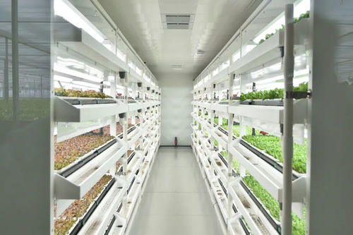 長在床上的蔬菜長啥樣 通州藏著個神奇植物工場,京東全資打造