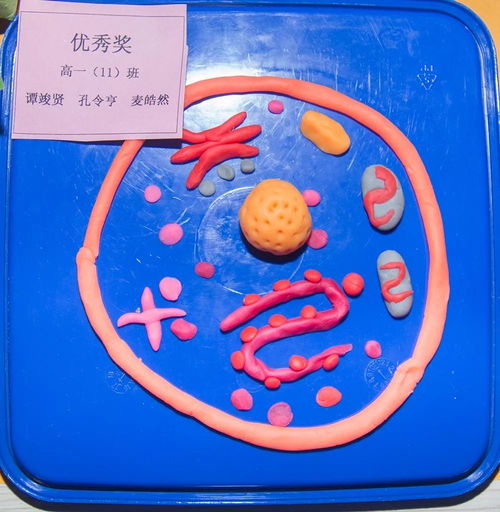 生物科 細胞模型制作 大賽圓滿收官