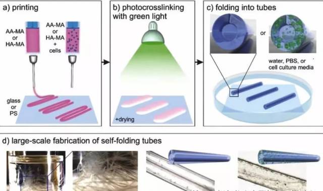 【科研】紐卡斯爾大學使用自組裝4D生物材料3D打印人工角膜