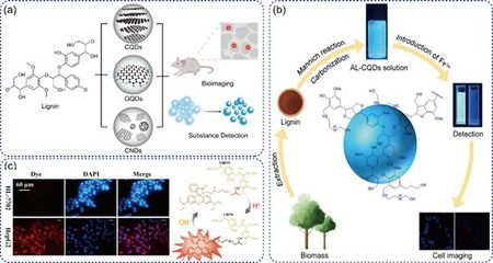 天科大戴林/斯大Mika H. Sipponen《Trends in Chemistry》:利用木質素的化學功能開發刺激響應材料