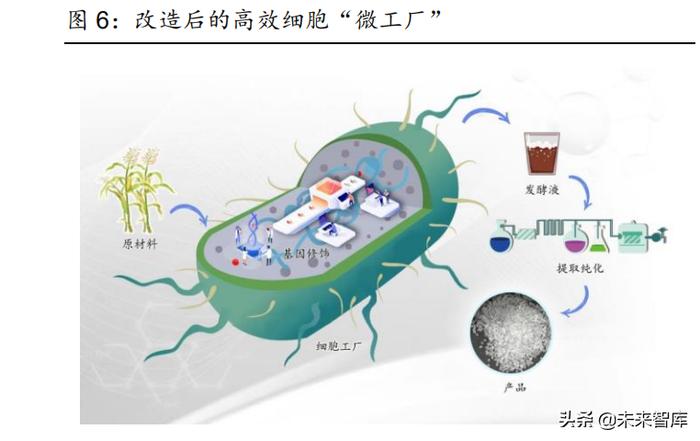 化工行業(yè)合成生物學(xué)專題報(bào)告:革故鼎新,方興未艾