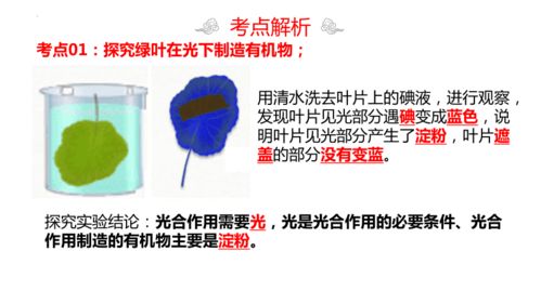 專題08 綠色植物是生物圈中有機物的制造者 考點串講ppt 2023 2024學年七年級生物上學期期末考點大串講 人教版 共23張ppt