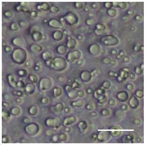 北京基因組所 國家生物信息中心 合作揭示相分離調控衰老的分子基礎