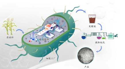 比藥明康德還夸張!市占率高達95%,凱賽生物,全球合成生物龍頭