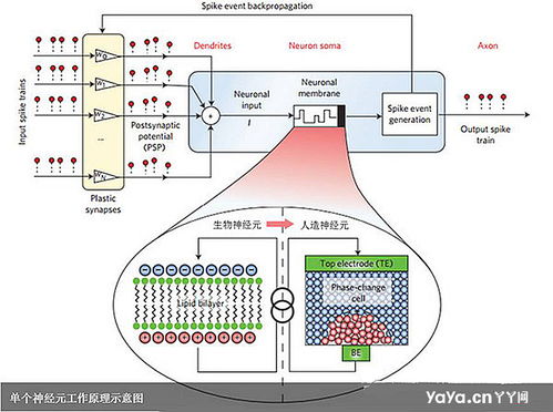 ibm發明首個人造神經元 或許這才是終結者模型