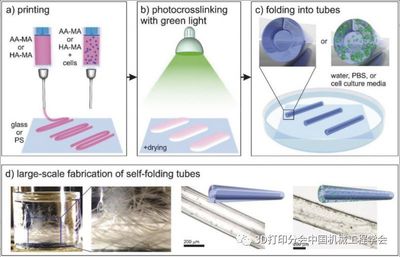 新型4D生物打印材料-可形變水凝膠