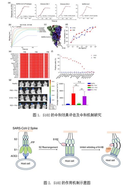 微生物所研究團(tuán)隊(duì)研制成功一株靶向沙貝病毒高度保守的s2亞基的廣譜中和納米抗體